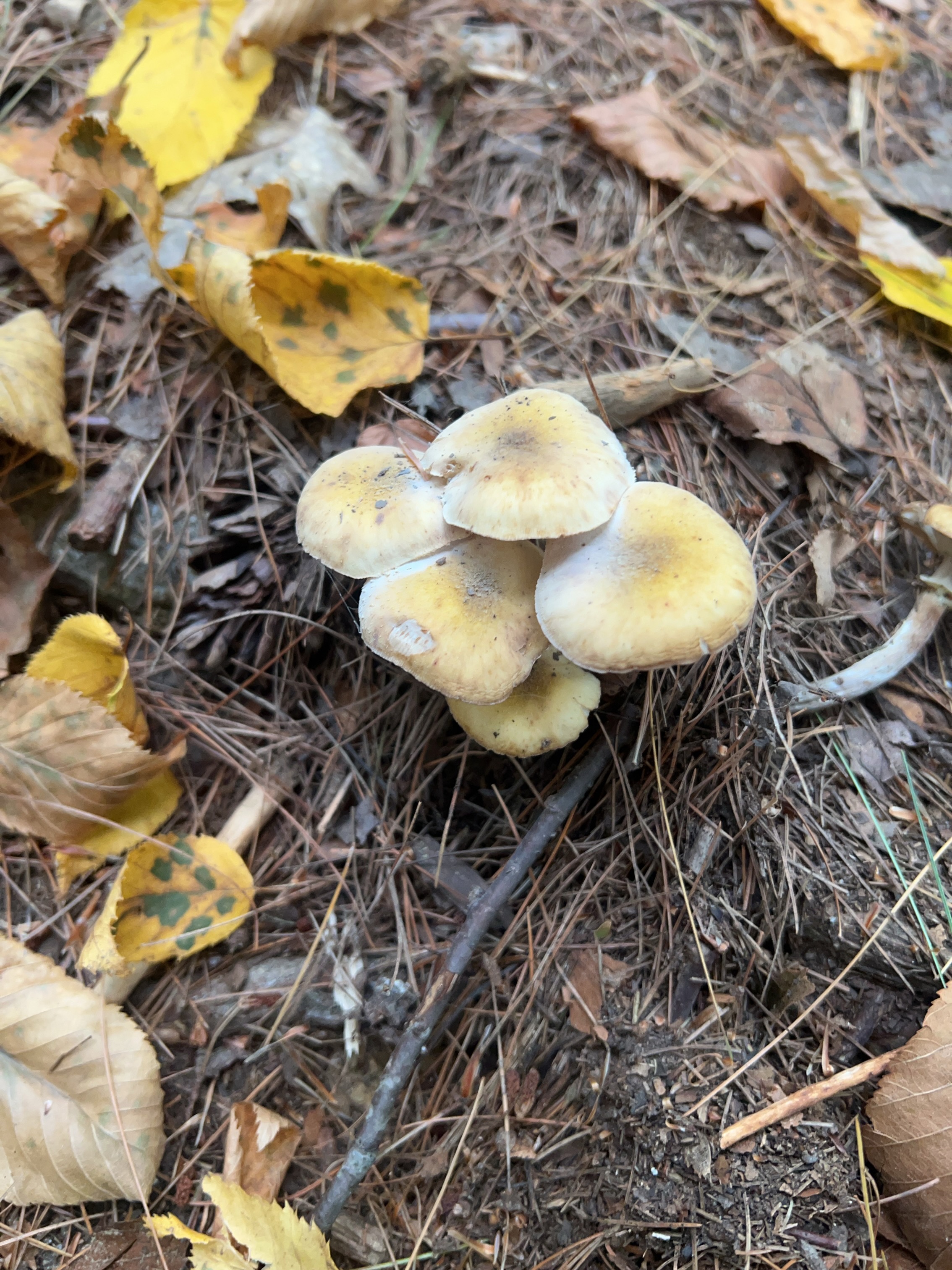 Armillaria mellea